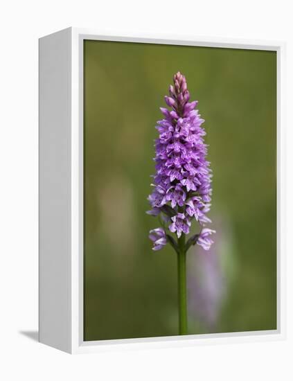 Common Spotted Orchid, Gait Barrows Nature Reserve, Arnside, Cumbria, England-Steve & Ann Toon-Framed Premier Image Canvas