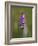 Common Spotted Orchid, Gait Barrows Nature Reserve, Arnside, Cumbria, England-Steve & Ann Toon-Framed Photographic Print