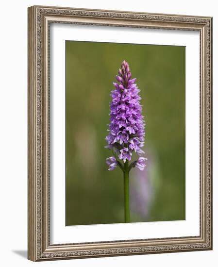 Common Spotted Orchid, Gait Barrows Nature Reserve, Arnside, Cumbria, England-Steve & Ann Toon-Framed Photographic Print