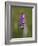 Common Spotted Orchid, Gait Barrows Nature Reserve, Arnside, Cumbria, England-Steve & Ann Toon-Framed Photographic Print