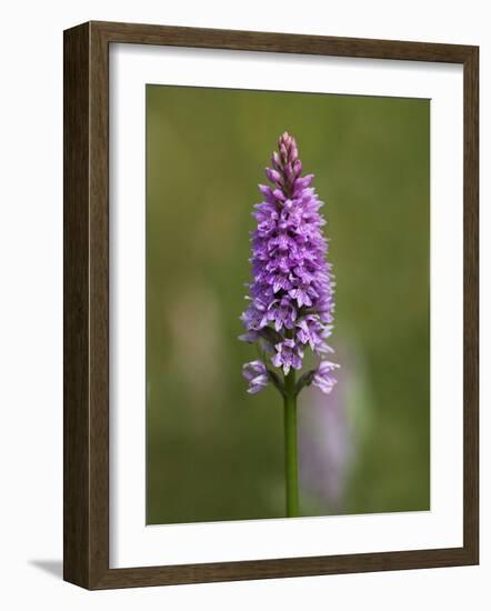 Common Spotted Orchid, Gait Barrows Nature Reserve, Arnside, Cumbria, England-Steve & Ann Toon-Framed Photographic Print