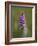 Common Spotted Orchid, Gait Barrows Nature Reserve, Arnside, Cumbria, England-Steve & Ann Toon-Framed Photographic Print