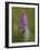 Common Spotted Orchid, Gait Barrows Nature Reserve, Arnside, Cumbria, England-Steve & Ann Toon-Framed Photographic Print