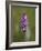 Common Spotted Orchid, Gait Barrows Nature Reserve, Arnside, Cumbria, England-Steve & Ann Toon-Framed Photographic Print