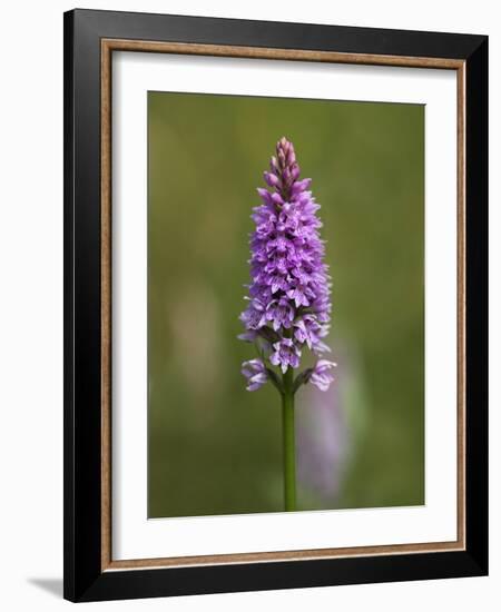 Common Spotted Orchid, Gait Barrows Nature Reserve, Arnside, Cumbria, England-Steve & Ann Toon-Framed Photographic Print