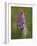 Common Spotted Orchid, Gait Barrows Nature Reserve, Arnside, Cumbria, England-Steve & Ann Toon-Framed Photographic Print