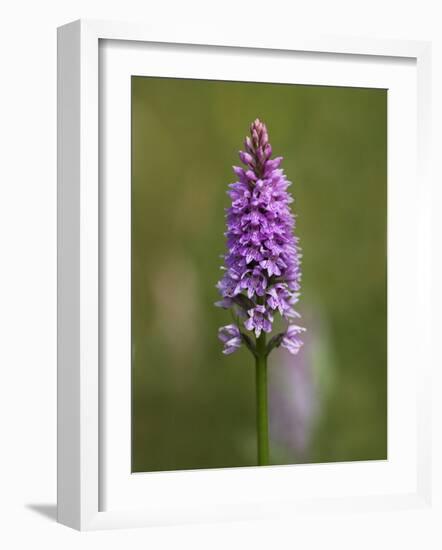 Common Spotted Orchid, Gait Barrows Nature Reserve, Arnside, Cumbria, England-Steve & Ann Toon-Framed Photographic Print