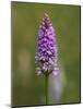 Common Spotted Orchid, Gait Barrows Nature Reserve, Arnside, Cumbria, England-Steve & Ann Toon-Mounted Photographic Print