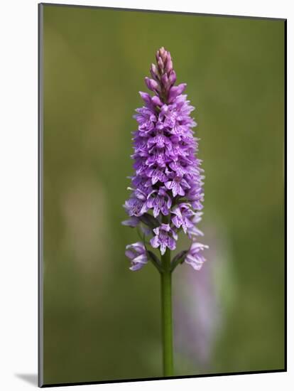 Common Spotted Orchid, Gait Barrows Nature Reserve, Arnside, Cumbria, England-Steve & Ann Toon-Mounted Photographic Print