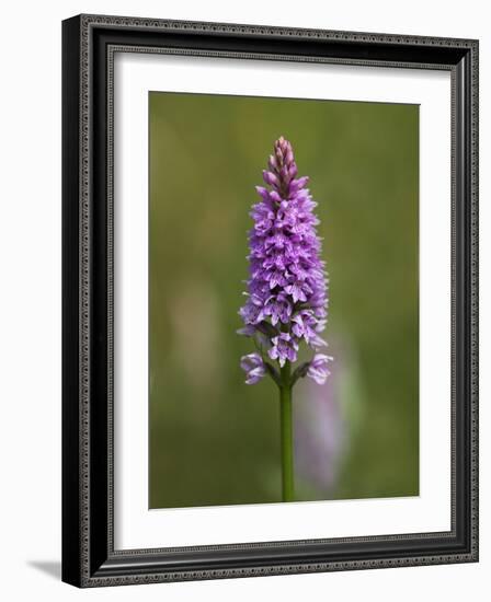 Common Spotted Orchid, Gait Barrows Nature Reserve, Arnside, Cumbria, England-Steve & Ann Toon-Framed Photographic Print