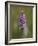 Common Spotted Orchid, Gait Barrows Nature Reserve, Arnside, Cumbria, England-Steve & Ann Toon-Framed Photographic Print