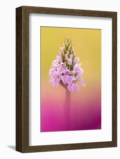 Common spotted orchid, UK-Ross Hoddinott-Framed Photographic Print