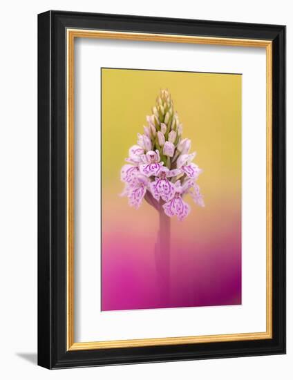 Common spotted orchid, UK-Ross Hoddinott-Framed Photographic Print