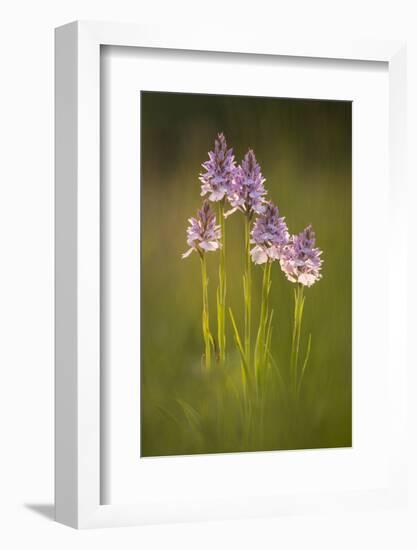 Common spotted orchids, backlit, Devon, UK-Ross Hoddinott-Framed Photographic Print