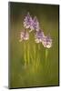 Common spotted orchids, backlit, Devon, UK-Ross Hoddinott-Mounted Photographic Print