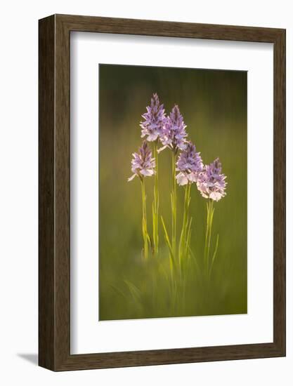 Common spotted orchids (Dactylorhiza fuchsii), backlit, Volehouse nature reserve, Devon, UK-Ross Hoddinott-Framed Photographic Print