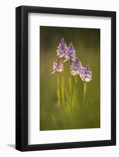 Common spotted orchids (Dactylorhiza fuchsii), backlit, Volehouse nature reserve, Devon, UK-Ross Hoddinott-Framed Photographic Print