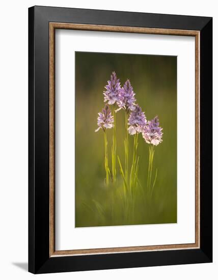 Common spotted orchids (Dactylorhiza fuchsii), backlit, Volehouse nature reserve, Devon, UK-Ross Hoddinott-Framed Photographic Print
