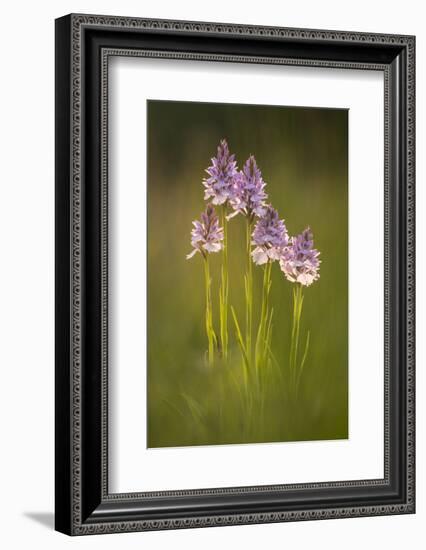 Common spotted orchids (Dactylorhiza fuchsii), backlit, Volehouse nature reserve, Devon, UK-Ross Hoddinott-Framed Photographic Print