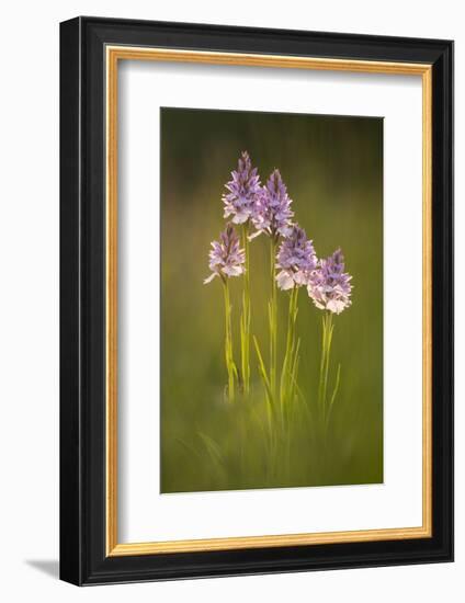 Common spotted orchids (Dactylorhiza fuchsii), backlit, Volehouse nature reserve, Devon, UK-Ross Hoddinott-Framed Photographic Print