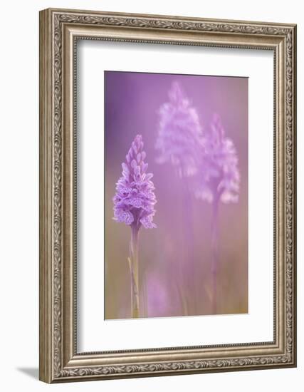 Common spotted orchids, Volehouse nature reserve, Devon, UK-Ross Hoddinott-Framed Photographic Print