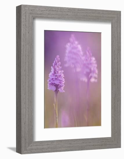 Common spotted orchids, Volehouse nature reserve, Devon, UK-Ross Hoddinott-Framed Photographic Print