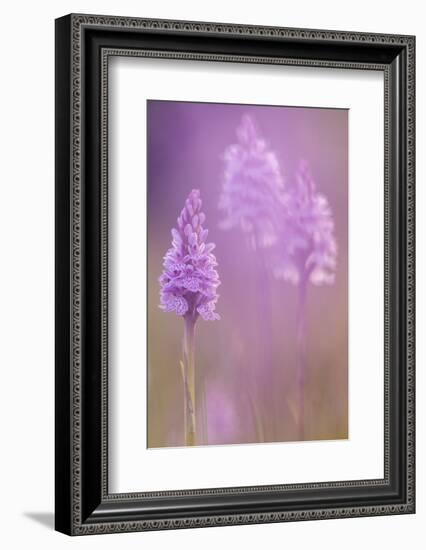 Common spotted orchids, Volehouse nature reserve, Devon, UK-Ross Hoddinott-Framed Photographic Print