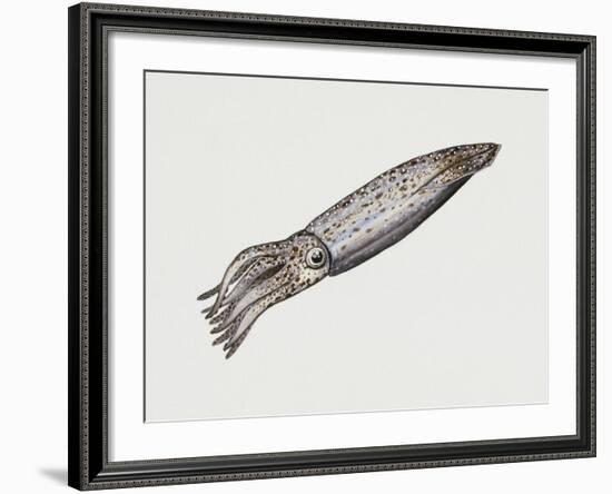 Common Squid or Sea Arrow (Loligo Vulgaris), Loliginidae, Artwork by Rebecca Hardy-null-Framed Giclee Print