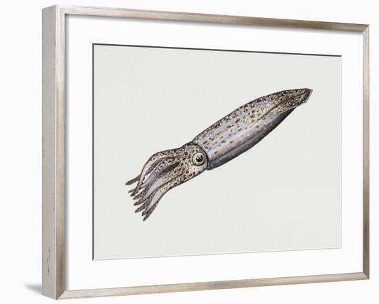 Common Squid or Sea Arrow (Loligo Vulgaris), Loliginidae, Artwork by Rebecca Hardy-null-Framed Giclee Print