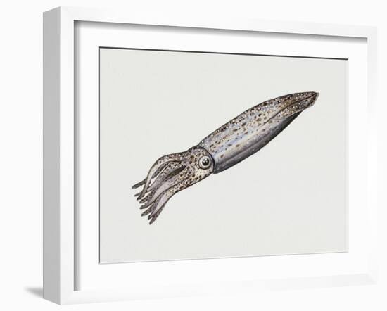 Common Squid or Sea Arrow (Loligo Vulgaris), Loliginidae, Artwork by Rebecca Hardy-null-Framed Giclee Print