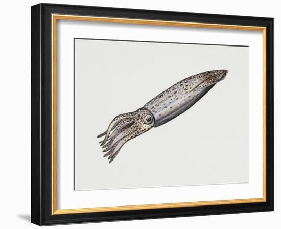 Common Squid or Sea Arrow (Loligo Vulgaris), Loliginidae, Artwork by Rebecca Hardy-null-Framed Giclee Print