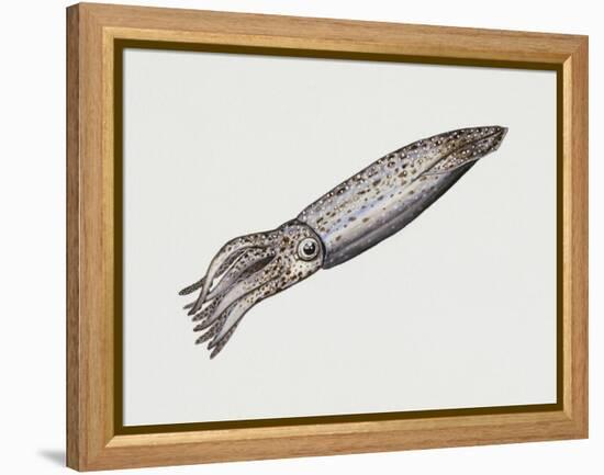 Common Squid or Sea Arrow (Loligo Vulgaris), Loliginidae, Artwork by Rebecca Hardy-null-Framed Premier Image Canvas