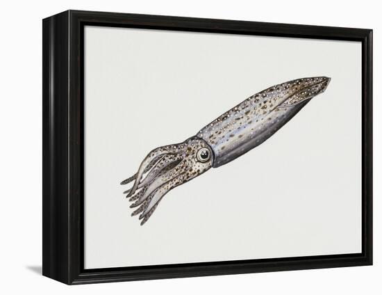 Common Squid or Sea Arrow (Loligo Vulgaris), Loliginidae, Artwork by Rebecca Hardy-null-Framed Premier Image Canvas
