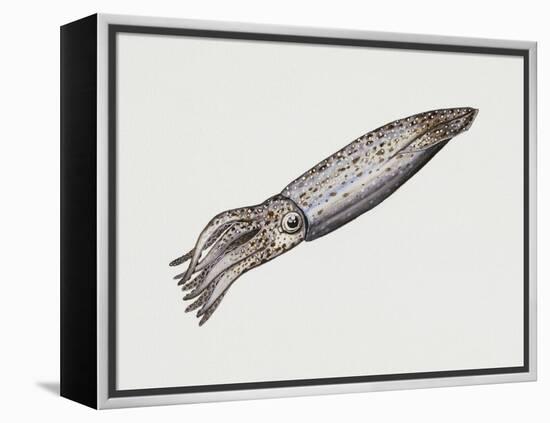 Common Squid or Sea Arrow (Loligo Vulgaris), Loliginidae, Artwork by Rebecca Hardy-null-Framed Premier Image Canvas