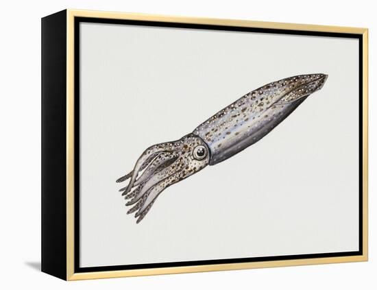 Common Squid or Sea Arrow (Loligo Vulgaris), Loliginidae, Artwork by Rebecca Hardy-null-Framed Premier Image Canvas