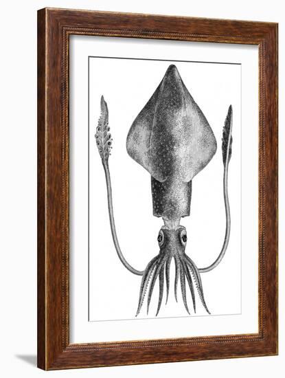 Common Squid-null-Framed Giclee Print