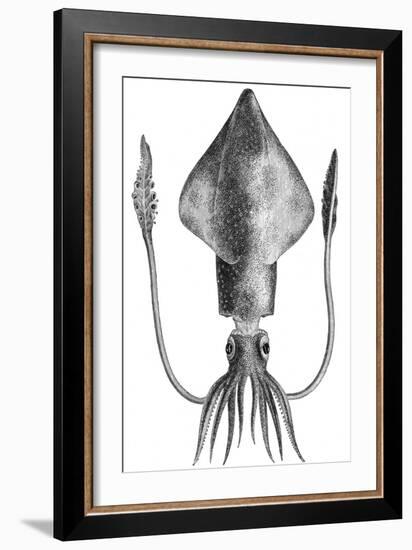 Common Squid-null-Framed Giclee Print