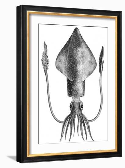 Common Squid-null-Framed Giclee Print