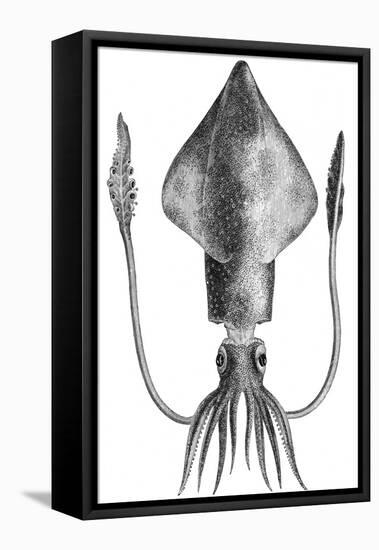 Common Squid-null-Framed Premier Image Canvas
