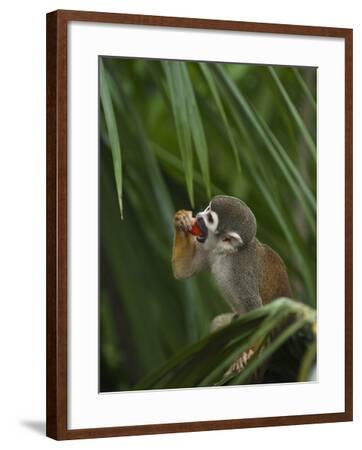 'Common Squirrel Monkey, Amazon Rain Forest, Ecuador ...
