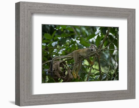 Common Squirrel Monkey, Yasuni NP, Amazon Rainforest, Ecuador-Pete Oxford-Framed Photographic Print