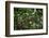 Common Squirrel Monkey, Yasuni NP, Amazon Rainforest, Ecuador-Pete Oxford-Framed Photographic Print