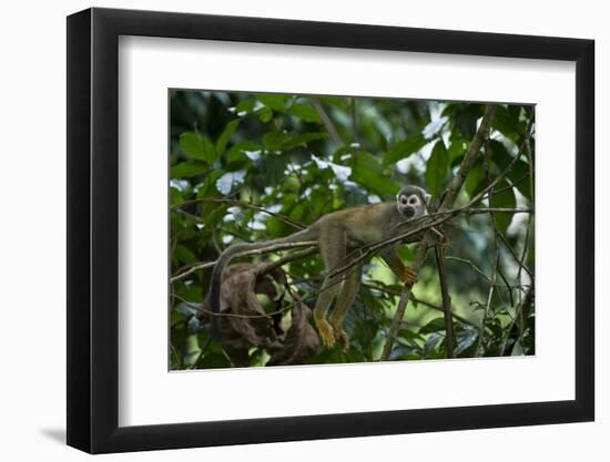 Common Squirrel Monkey, Yasuni NP, Amazon Rainforest, Ecuador-Pete Oxford-Framed Photographic Print