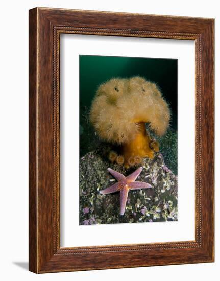 Common Starfish (Asterias Rubens) by a Large Anemone, Saltstraumen, Bod?, Norway, October 2008-Lundgren-Framed Photographic Print