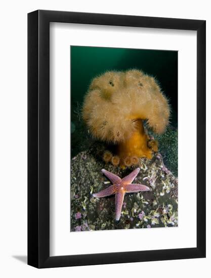 Common Starfish (Asterias Rubens) by a Large Anemone, Saltstraumen, Bod?, Norway, October 2008-Lundgren-Framed Photographic Print