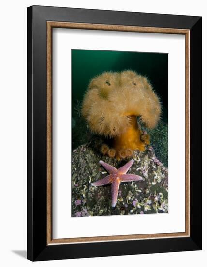 Common Starfish (Asterias Rubens) by a Large Anemone, Saltstraumen, Bod?, Norway, October 2008-Lundgren-Framed Photographic Print