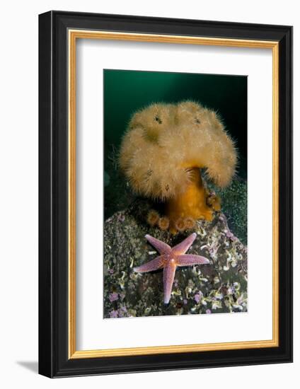 Common Starfish (Asterias Rubens) by a Large Anemone, Saltstraumen, Bod?, Norway, October 2008-Lundgren-Framed Photographic Print