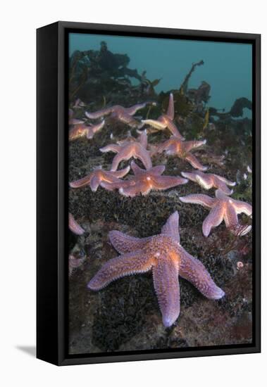 Common Starfish (Asterias Rubens) Group, Saltstraumen, Bodø, Norway, October 2008-Lundgren-Framed Premier Image Canvas