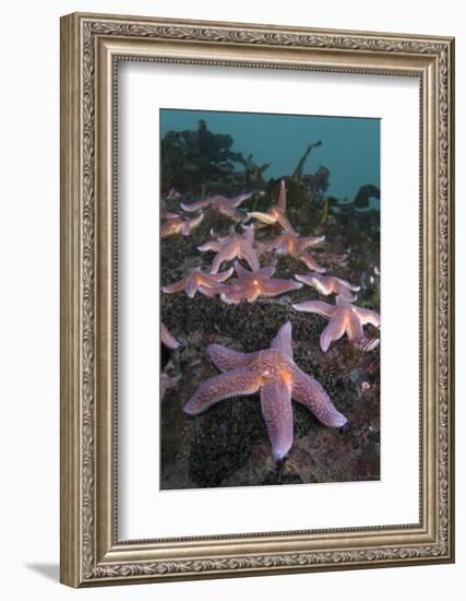 Common Starfish (Asterias Rubens) Group, Saltstraumen, Bodø, Norway, October 2008-Lundgren-Framed Photographic Print
