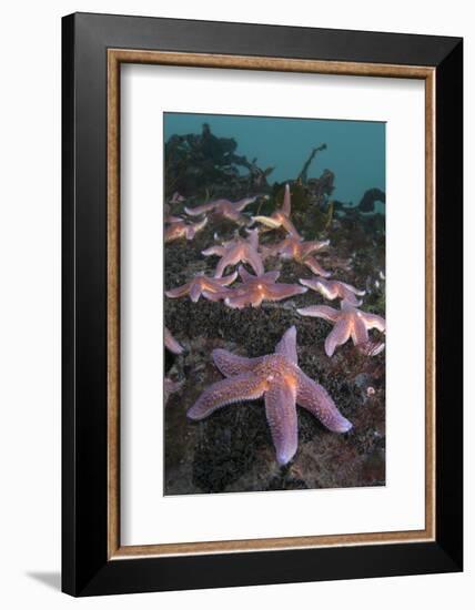 Common Starfish (Asterias Rubens) Group, Saltstraumen, Bodø, Norway, October 2008-Lundgren-Framed Photographic Print